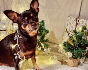 Read more about the article Weihnachtsgeschenke für den Hund