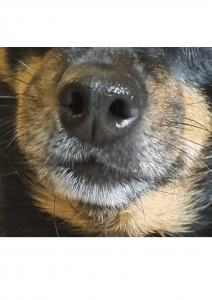 Read more about the article 3 Schnüffelspiele, die Du mit Deinem Hund direkt   Zuhause ausprobieren kannst!