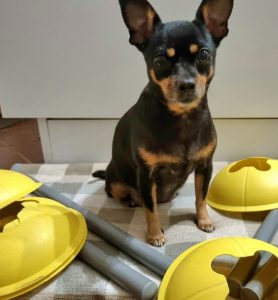 Read more about the article Schritt für Schritt zum Hindernisparcour